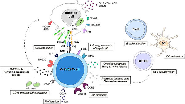 Gay L et al, 2022. Role of Vγ9vδ2 T lymphocytes in infectious diseases, Front. Immunol