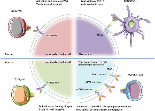 Illustration from New Insights Into the Regulation of γδ T Cells by BTN3A and Other BTN/BTNL in Tumor Immunity, Blazquez et al. Front Immunol 2018 11;9;1601